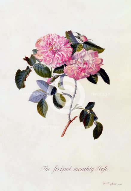 The Striped Monthly Rose, c. 1745 (hand coloured engraving). Creator: "Georg Dionysius Ehret (1710 - 70); Ehret, Georg Dionysius (1710-1770)".