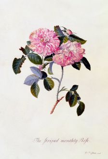 The Striped Monthly Rose, c. 1745 (hand coloured engraving). Creator: "Georg Dionysius Ehret (1710 - 70); Ehret, Georg Dionysius (1710-1770)"