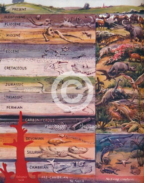 'The Succession of Life in the Rocks', 1935 . Artist: Unknown.