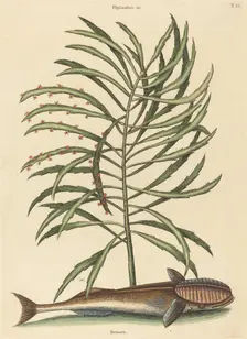 The Sucking Fish (Echeneis naucratis), published 1731-1743. Creator: Mark Catesby