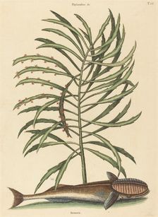 The Sucking Fish (Echeneis naucratis), published 1731-1743. Creator: Mark Catesby