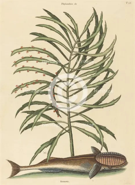 The Sucking Fish (Echeneis naucratis), published 1731-1743. Creator: Mark Catesby.