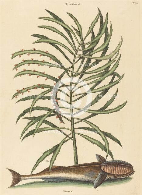 The Sucking Fish (Echeneis naucratis), published 1731-1743. Creator: Mark Catesby.