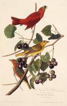 The Summer Red Bird. From "The Birds of America", 1827-1838. Creator: Audubon, John James (1785-1851)