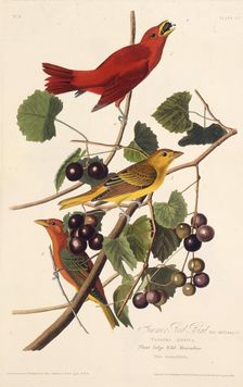 The Summer Red Bird. From "The Birds of America", 1827-1838. Creator: Audubon, John James (1785-1851)