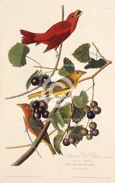 The Summer Red Bird. From "The Birds of America", 1827-1838. Creator: Audubon, John James (1785-1851).
