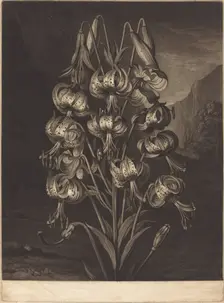 The Superb Lily, 1799. Creator: William Ward