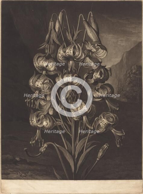 The Superb Lily, 1799. Creator: William Ward.
