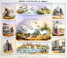 The Swan, Goose and Duck c1850. Creator: Benjamin Waterhouse Hawkins