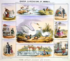 The Swan, Goose and Duck c1850. Creator: Benjamin Waterhouse Hawkins