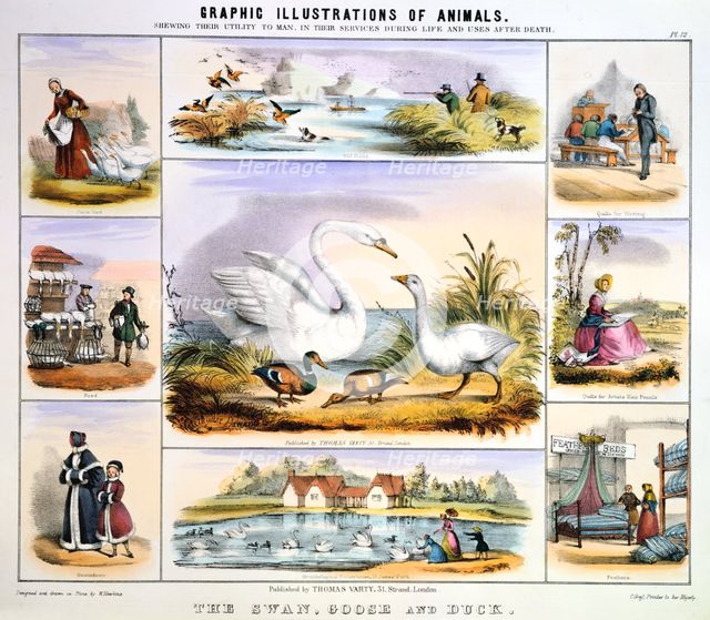 'The Swan, Goose and Duck', c1850. Creator: Benjamin Waterhouse Hawkins.