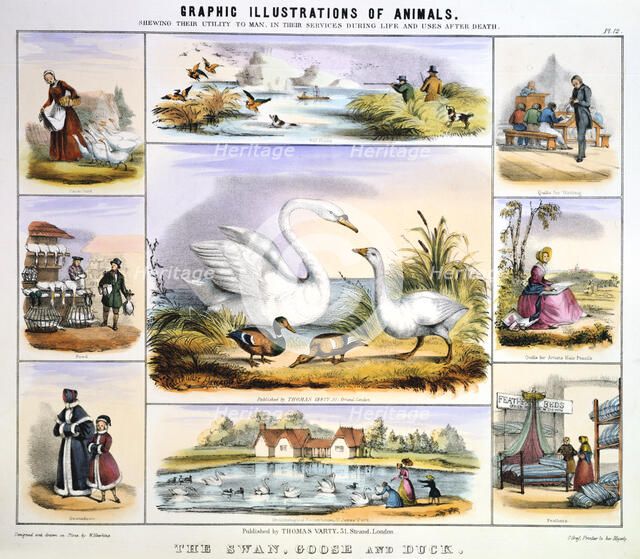 'The Swan, Goose and Duck', c1850. Artist: Benjamin Waterhouse Hawkins