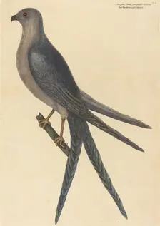 The Swallow Tail Hawk (Falco furcatus), published 1754. Creator: Mark Catesby