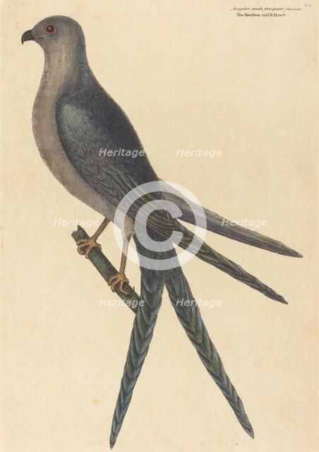 The Swallow Tail Hawk (Falco furcatus), published 1754. Creator: Mark Catesby.