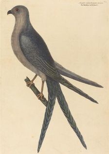 The Swallow Tail Hawk (Falco furcatus), published 1754. Creator: Mark Catesby