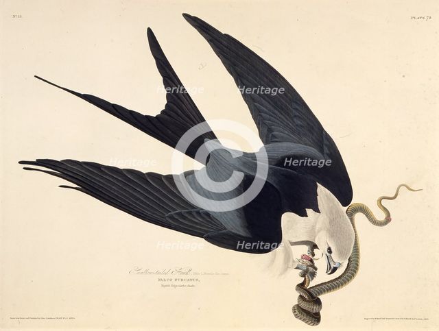 The swallow-tailed kite. From "The Birds of America", 1827-1838. Creator: Audubon, John James (1785-1851).