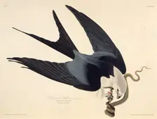 The swallow-tailed kite. From "The Birds of America", 1827-1838. Creator: Audubon, John James (1785-1851)
