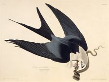 The swallow-tailed kite. From "The Birds of America", 1827-1838. Creator: Audubon, John James (1785-1851)