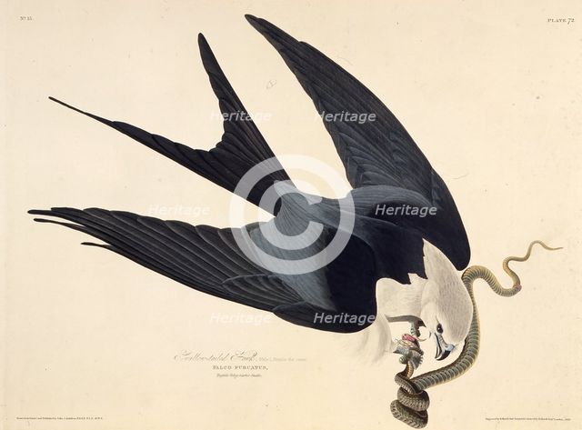 The swallow-tailed kite. From "The Birds of America", 1827-1838. Creator: Audubon, John James (1785-1851).