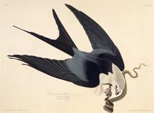 The swallow-tailed kite. From "The Birds of America", 1827-1838. Creator: Audubon, John James (1785-1851)