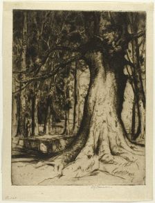 The Sycamore, 1905. Creator: David Young Cameron