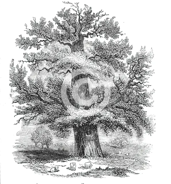 The Sydney Oak, at Penshurst, 1844. Creator: Unknown.