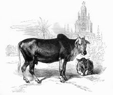 The Sacred Cow of India c1891. Creator: James Grant