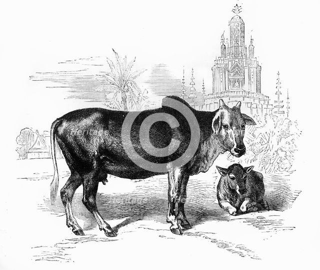 'The Sacred Cow of India', c1891. Creator: James Grant.