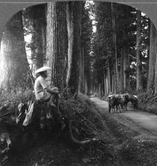 The sacred road to Nikko, Japan, 1905.Artist: BL Singley