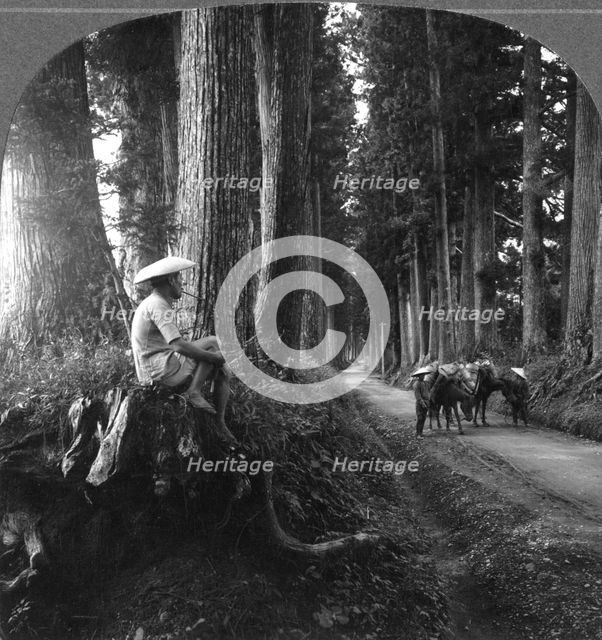 The sacred road to Nikko, Japan, 1905.Artist: BL Singley