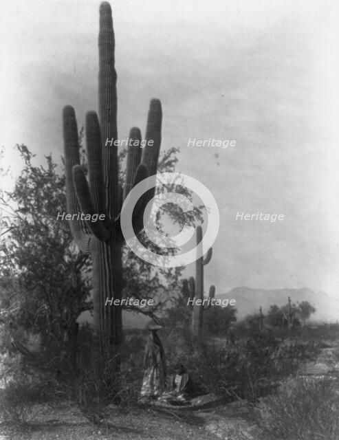 The saguaro harvest-Pima, c1907. Creator: Edward Sheriff Curtis.