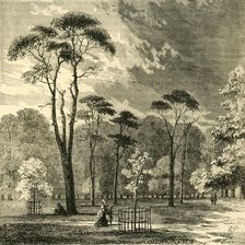 The Scotch Firs, Kensington Gardens c1876. Creator: Unknown