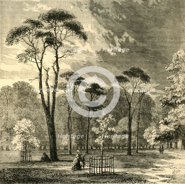 'The Scotch Firs, Kensington Gardens', c1876. Creator: Unknown.