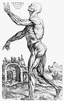 The second plate of the muscles, from Book II of De humani corporis fabrica, 1543. Artist: Andreas Vesalius