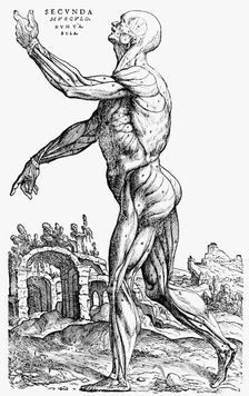 The second plate of the muscles, from Book II of De humani corporis fabrica, 1543. Artist: Andreas Vesalius