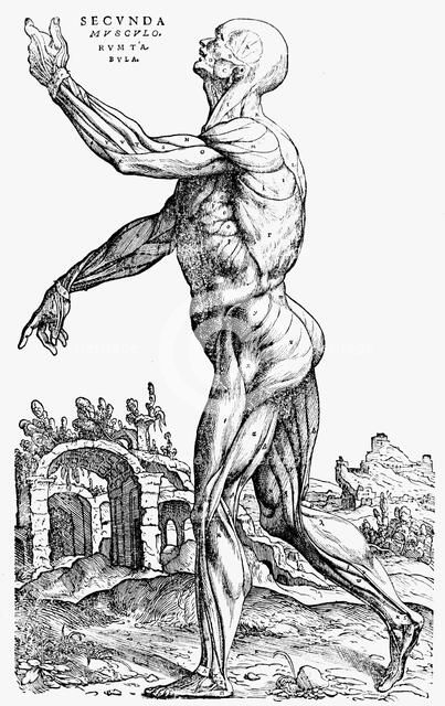 The second plate of the muscles, from Book II of De humani corporis fabrica, 1543. Artist: Andreas Vesalius