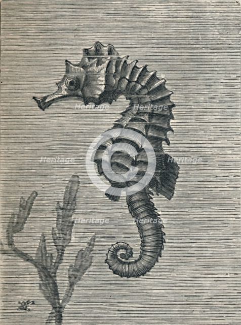 'The Sea-Horse, Undisguised, Sedately Swimming', c1900, (1910). Artist: Fred Enock.