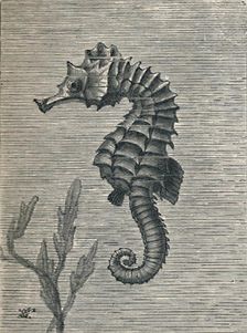 The Sea-Horse, Undisguised, Sedately Swimming c1900, (1910). Artist: Fred Enock