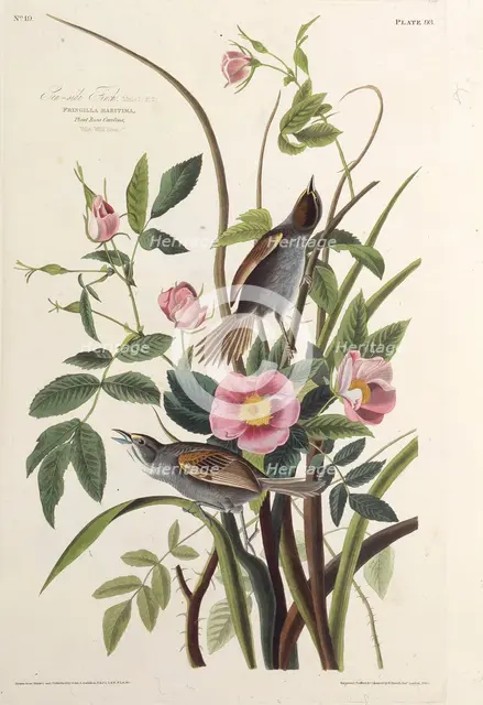 The Sea-side Finch. From "The Birds of America", 1827-1838. Creator: Audubon, John James (1785-1851).