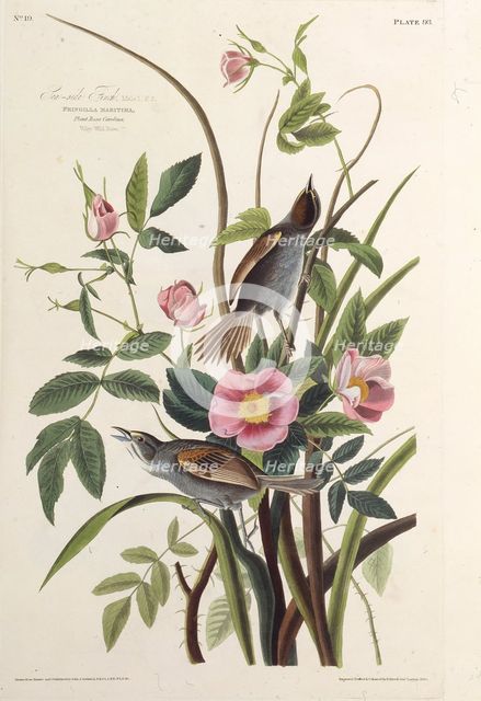 The Sea-side Finch. From "The Birds of America", 1827-1838. Creator: Audubon, John James (1785-1851).