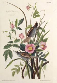 The Sea-side Finch. From "The Birds of America", 1827-1838. Creator: Audubon, John James (1785-1851)