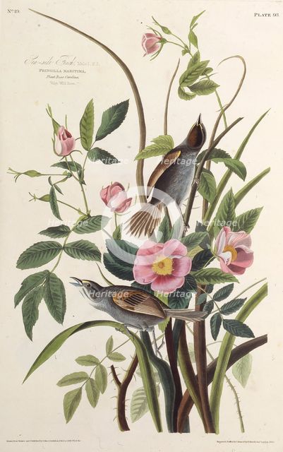 The Sea-side Finch. From "The Birds of America", 1827-1838. Creator: Audubon, John James (1785-1851).