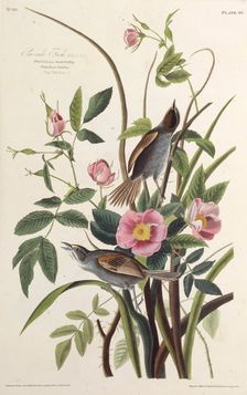 The Sea-side Finch. From "The Birds of America", 1827-1838. Creator: Audubon, John James (1785-1851)