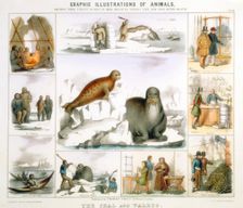 The Seal and the Walrus, c1850. Creator: Benjamin Waterhouse Hawkins