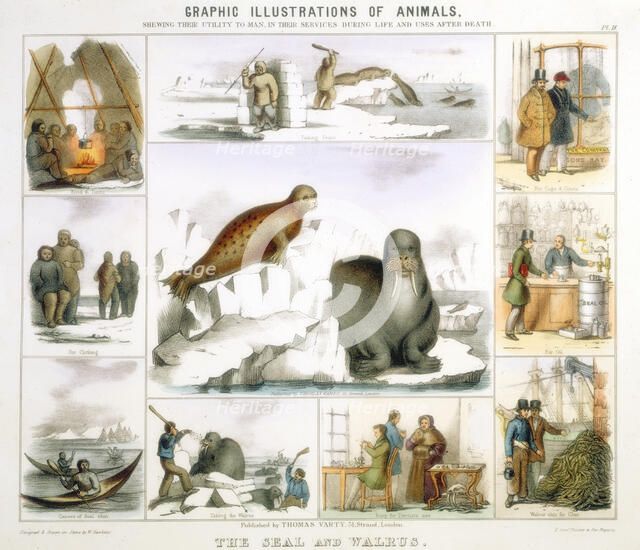 The Seal and the Walrus, c1850. Artist: Benjamin Waterhouse Hawkins
