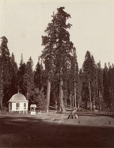 The Sentinel, 315 feet, 1865-66, printed ca. 1876. Creator: Carleton Emmons Watkins
