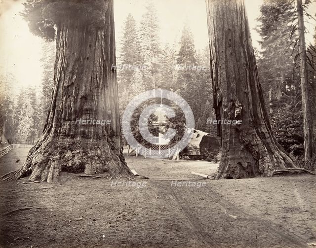 The Sentinels, 315 feet, Yosemite, ca. 1872, printed ca. 1876. Creator: Carleton Emmons Watkins.