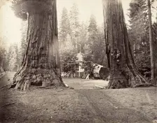 The Sentinels, 315 feet, Yosemite, ca. 1872, printed ca. 1876. Creator: Carleton Emmons Watkins