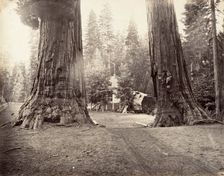 The Sentinels, 315 feet, Yosemite, ca. 1872, printed ca. 1876. Creator: Carleton Emmons Watkins