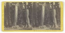 The Sentinels, 315 feet high, diam. 20 feet - Calaveras County, 1870. Creator: John P. Soule